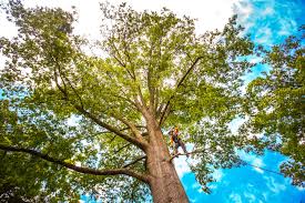 Best Seasonal Cleanup (Spring/Fall)  in Clinton, NY