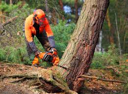 Best Hazardous Tree Removal  in Clinton, NY