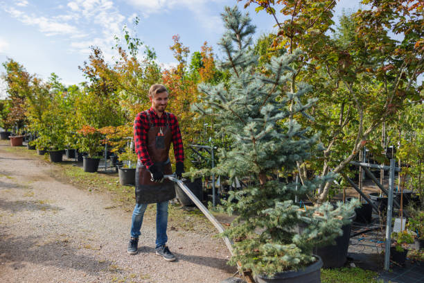 Best Tree Mulching  in Clinton, NY