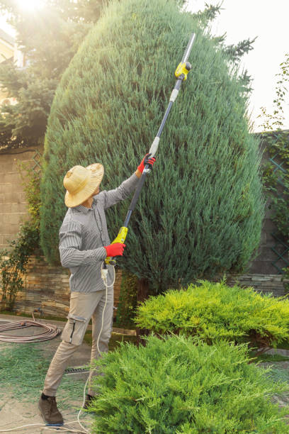 Best Hedge Trimming  in Clinton, NY